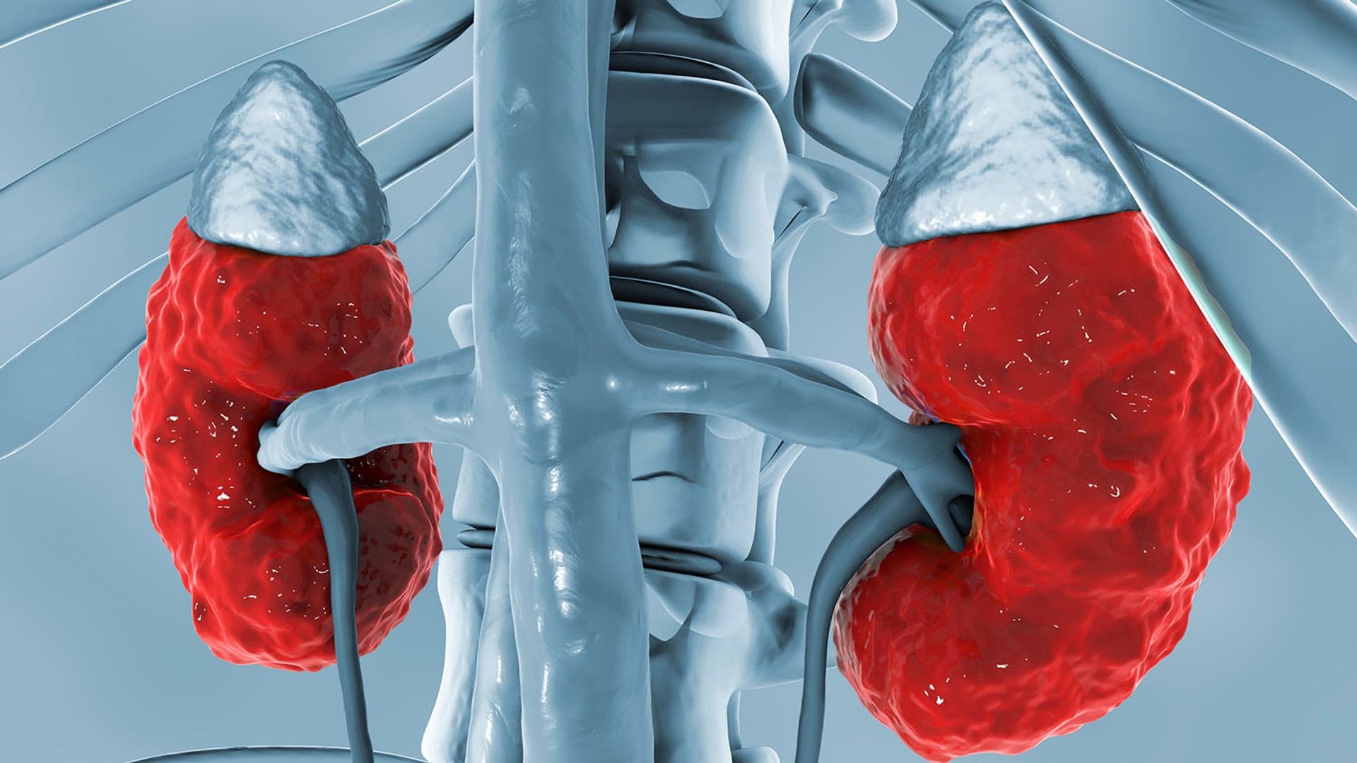 Detailed 3D illustration of human adrenal glands located on top of kidneys, emphasizing their structure and anatomical position in the body.