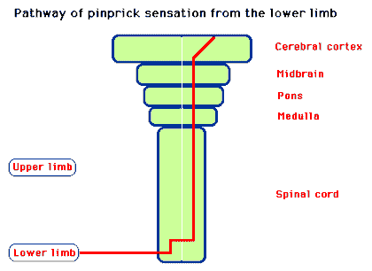 Diagram of the pathway for pinprick from the leg – GPnotebook - GPNotebook