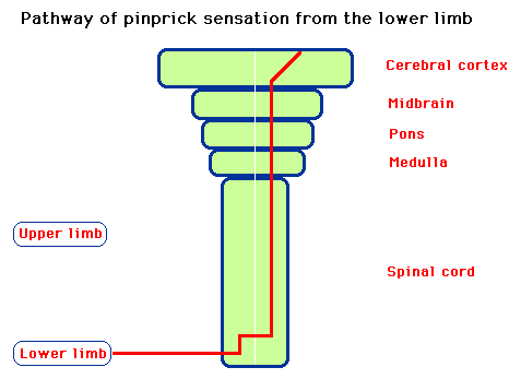 Diagram illustrating the pathway of pinprick sensation from the lower limb, showing connections from the spinal cord through the medulla, pons, midbrain, and up to the cerebral cortex.