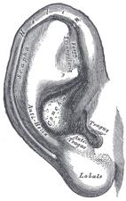 Detailed black and white illustration of a human ear showing labeled parts including the lobe, helix, and antihelix