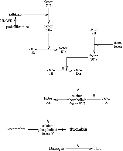 Diagram showing the coagulation cascade with pathways for blood clotting factors
