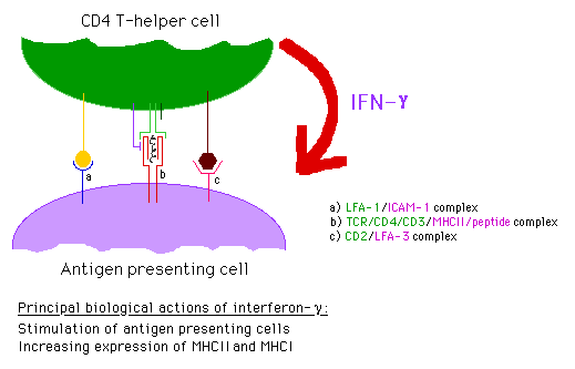 Diagram showing interaction between a CD4 T-helper cell and an antigen presenting cell, highlighting the biological actions of interferon-gamma and various molecular complexes involved.