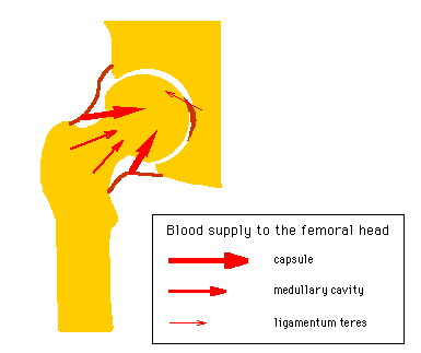 Diagram illustrating the blood supply to the femoral head showing arteries in red and labeled parts including the capsule, medullary cavity, and ligamentum teres.
