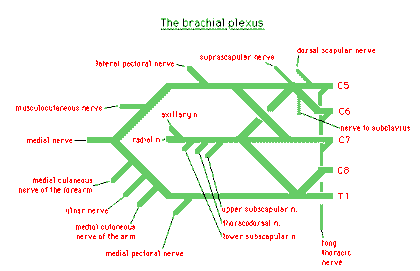 Diagram of the brachial plexus – GPnotebook - GPNotebook