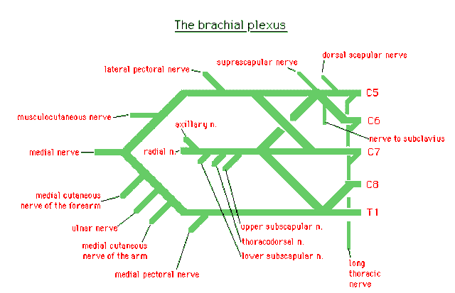 Schematische Darstellung des Plexus brachialis GPnotebook
