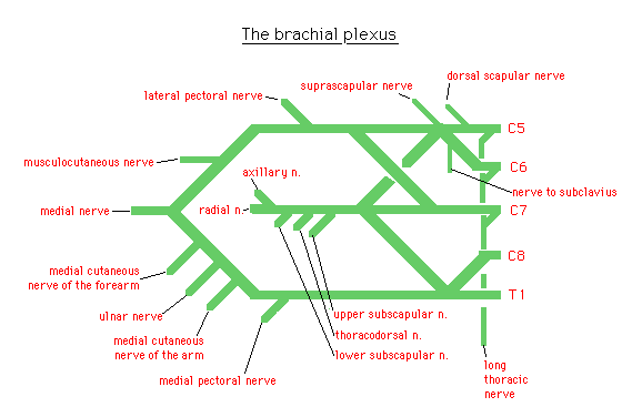 Schematische Darstellung des Plexus brachialis GPnotebook