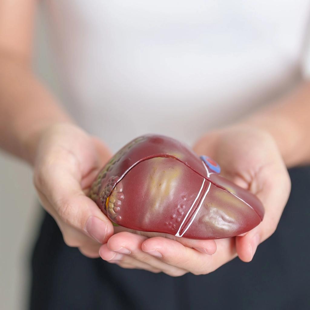 A person's hands gently holding an anatomical model of a human liver.