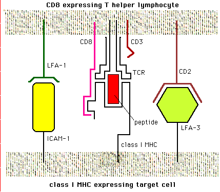 Diagram depicting the interaction between a CD8 expressing T helper lymphocyte and a class I MHC expressing target cell with labels for various components like CD8, CD3, TCR, LFA-1, ICAM-1, peptide, and class I MHC.