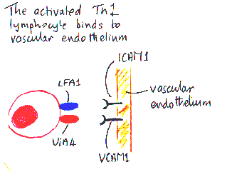 Hand-drawn diagram showing how an activated T lymphocyte binds to vascular endothelium using LFA1 and VLA4 to interact with ICAM1 and VCAM1 proteins