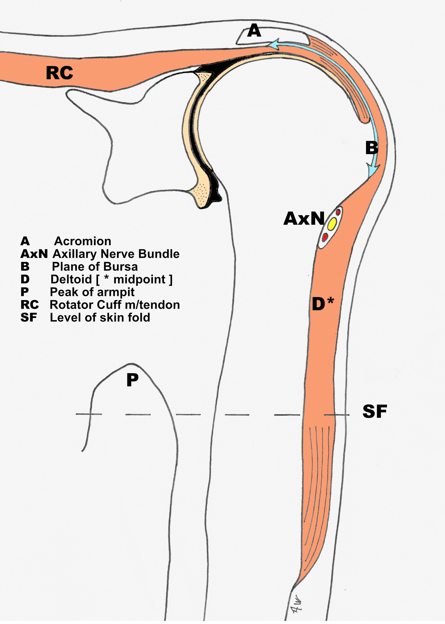 Illustration depicting the anatomy of the human shoulder and upper arm, highlighting components like the Acromion, Axillary Nerve Bundle, Plane of Bursa, and Rotator Cuff among others, with labeled parts for educational purposes.