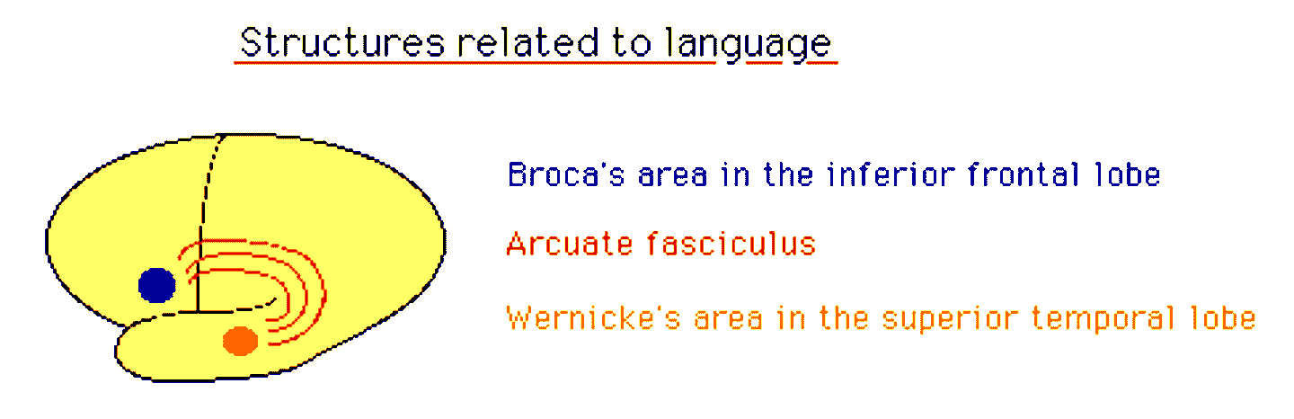 Diagram of brain areas involved in language – Primary Care Notebook ...
