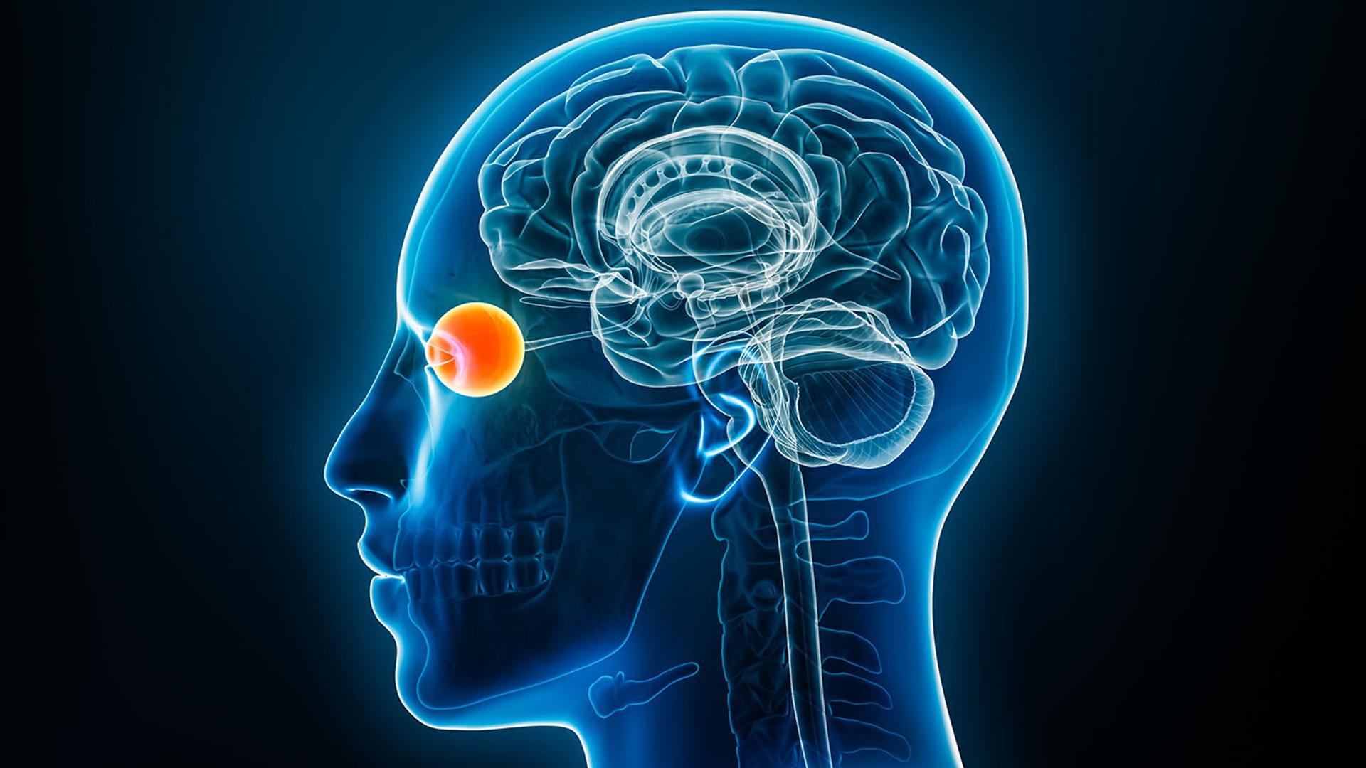 Translucent blue rendering of a human head with visible brain and a glowing orange eyeball.