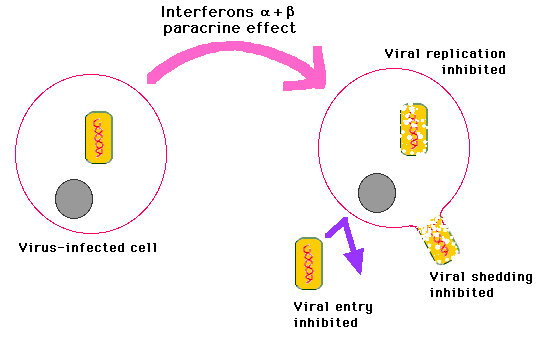 Diagram showing how Interferons alpha and beta inhibit viral replication and entry in cells, depicting a virus-infected cell and the effects of paracrine signaling.