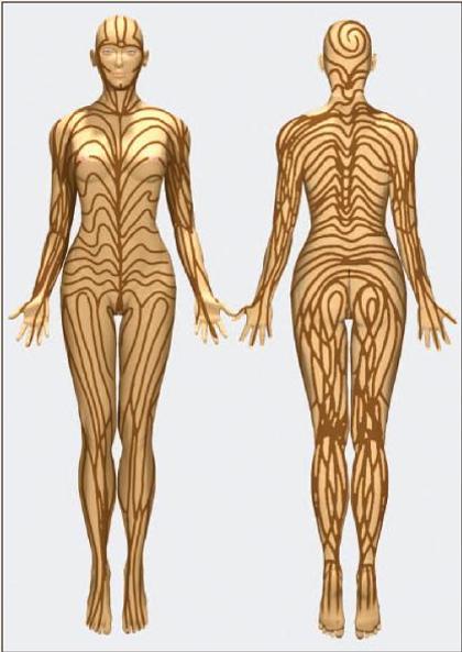 Invisible lines that some skin diseases follow – Primary Care Notebook ...