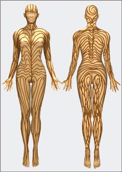 Illustration of a human figure with a wood grain texture, shown from both front and back views.