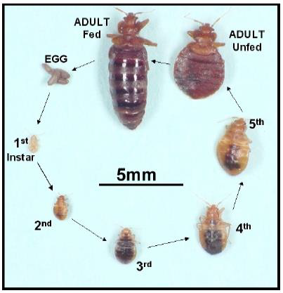 Life cycle stages of bed bugs from egg to adult, showing differences between fed and unfed adults, along with various nymph stages, on a white background with scale.