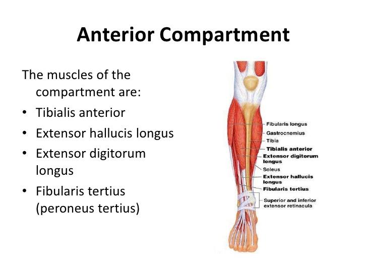 Educational diagram of the anterior compartment of the leg showing muscles such as Tibialis anterior, Extensor hallucis longus, Extensor digitorum longus, and Fibularis tertius with labeled parts.