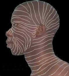 Illustration of a human head in profile with outlined facial muscles on a black background.