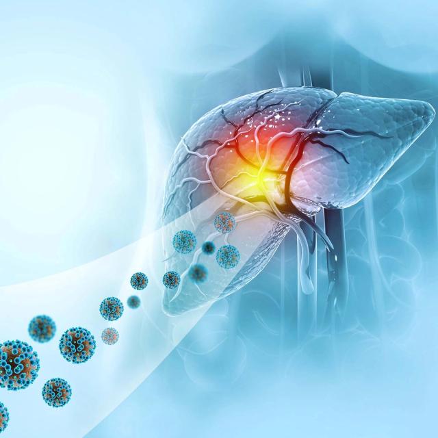 Medical illustration of an inflamed human liver being attacked by viruses.