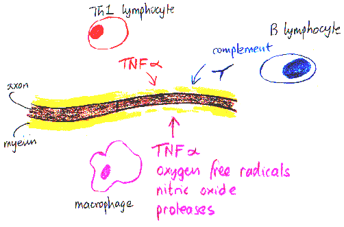 Hand-drawn illustration depicting immune response, showing T and B lymphocytes, macrophage, and an axon with labels for TNF-alpha, oxygen free radicals, nitric oxide, and proteases.