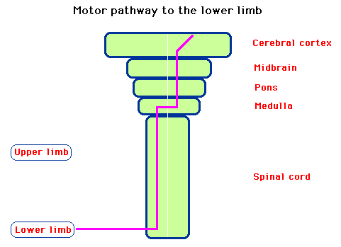 Diagram illustrating the motor pathway from the cerebral cortex to the lower limb, showing connections through the midbrain, pons, medulla, and spinal cord with labeled paths for upper and lower limbs.