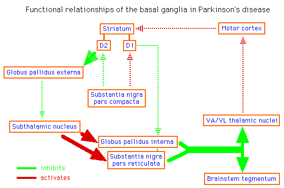 Diagram showing functional relationships of the basal ganglia in Parkinson's disease, with labeled components and arrows indicating activation (green) and inhibition (red) pathways.