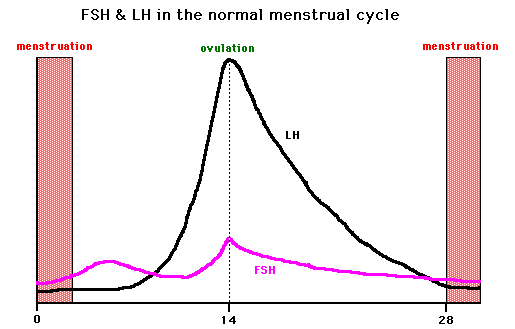 Graph of FSH and LH levels during the menstrual cycle – GPnotebook