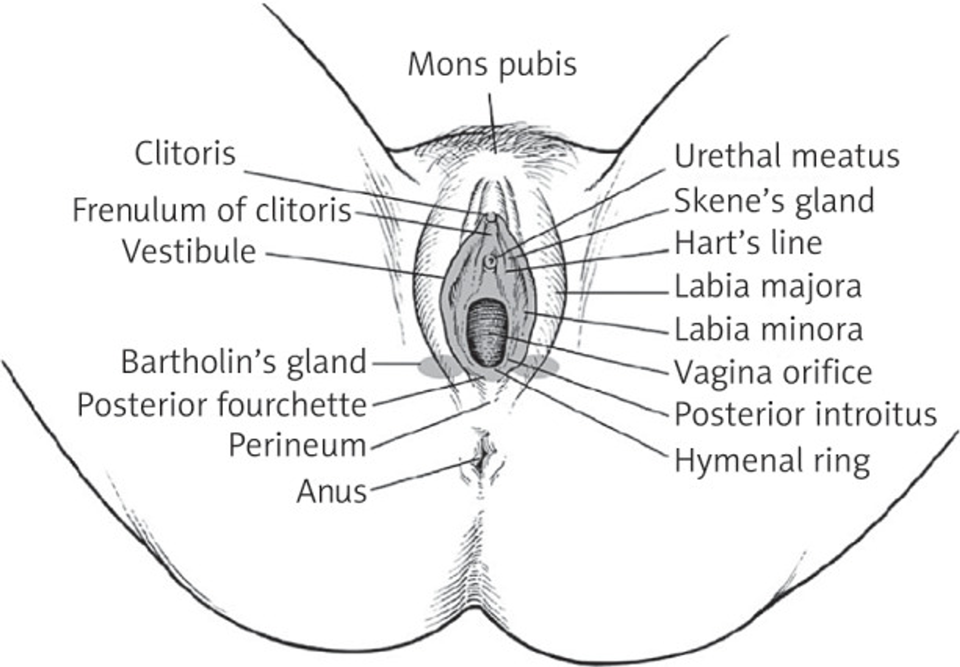 Anatomical diagram of female external genitalia with labels.