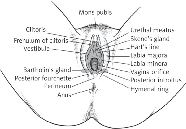 Anatomical diagram of female external genitalia with labels.