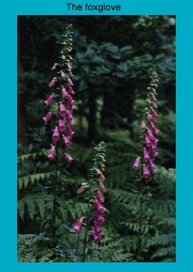 Three tall foxglove plants with pink-purple flowers blooming in a lush green forest setting.