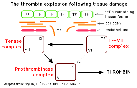 Diagram illustrating the thrombin explosion following tissue damage, showing interactions between tissue factor, collagen, endothelium, and blood coagulation factors leading to thrombin production.