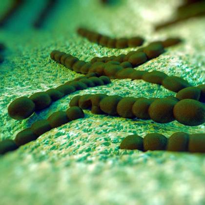 Dark green Streptococcus bacteria chains on a textured green surface.