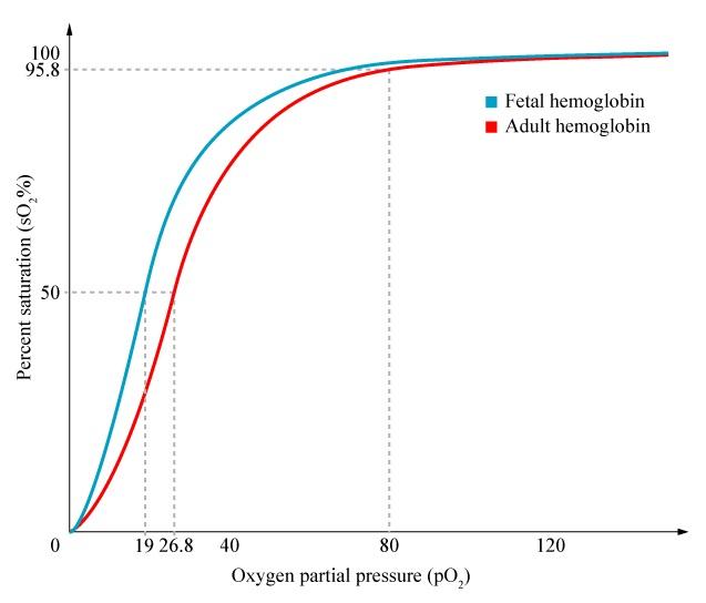 Line graph comparing oxygen saturation levels of fetal hemoglobin and adult hemoglobin as a function of oxygen partial pressure (pO2)