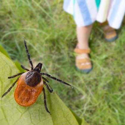 Close-up of a tick on a leaf with blurred background of a child standing in a grassy field.