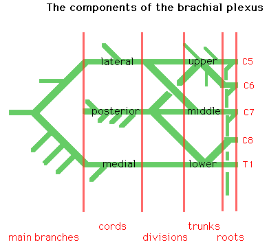 Diagram illustrating the components of the brachial plexus, including roots, trunks, divisions, cords, and main branches with labels from C5 to T1 nerve roots.
