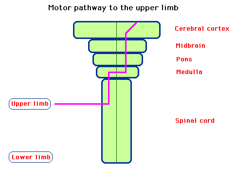 Diagram illustrating the motor pathway to the upper limb, showing connections from the cerebral cortex through the midbrain, pons, medulla, and into the spinal cord, with labels for upper and lower limbs.