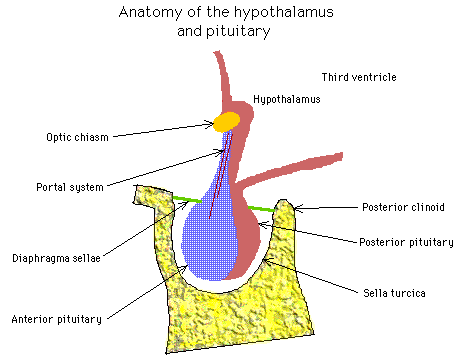 Diagram illustrating the anatomy of the hypothalamus and pituitary gland including labels for the third ventricle, optic chiasm, portal system, anterior pituitary, posterior pituitary, and surrounding structures.