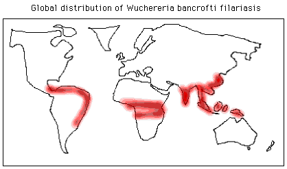 Map showing the global distribution of Wuchereria bancrofti filariasis, highlighting affected areas in red on a simplified world map.