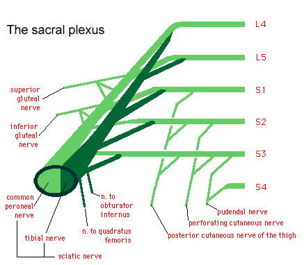 Diagram illustrating the sacral plexus with labeled nerves including the sciatic, pudendal, and gluteal nerves, and their connections to spinal levels L4 to S4.