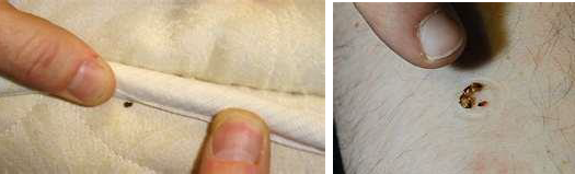 Close-up of a bed bug on a cotton swab and another next to a fingernail for size comparison