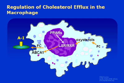 Illustration of cholesterol efflux regulation in a macrophage, showing components like PPARs, LXR/RXR, ABCA1, and interactions with FC and oxysterols.