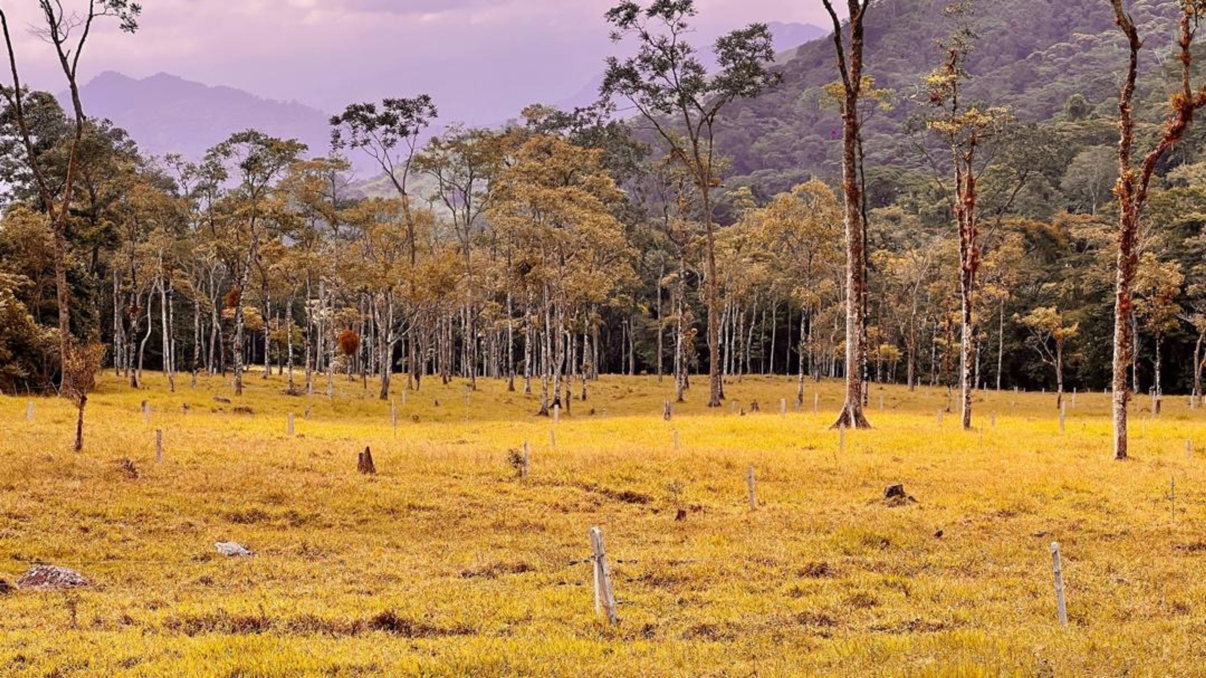 Finca agropecuaria de 23 hectáreas en vía Chorro El Indio sector Pedraza — foto 14