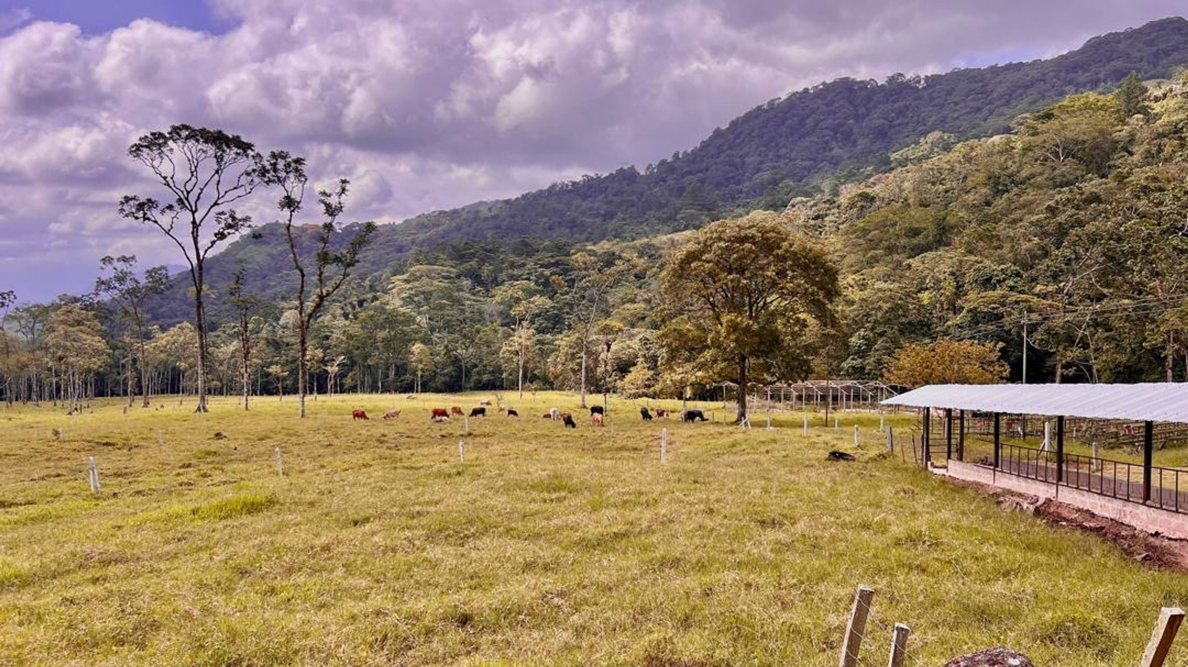 Finca agropecuaria de 23 hectáreas en vía Chorro El Indio sector Pedraza — foto 13