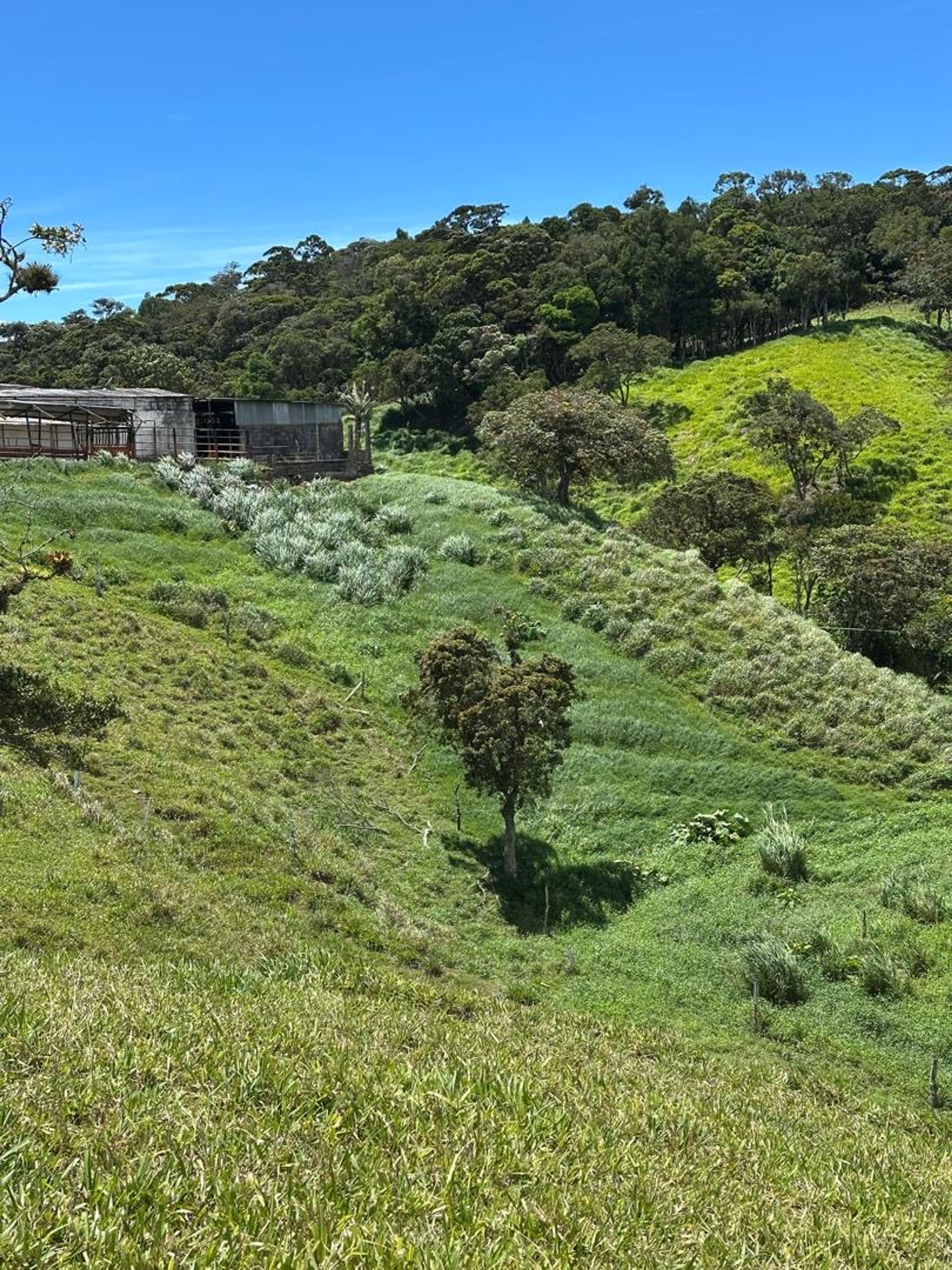 Hacienda o finca en Palmira, Guásimos — foto 4