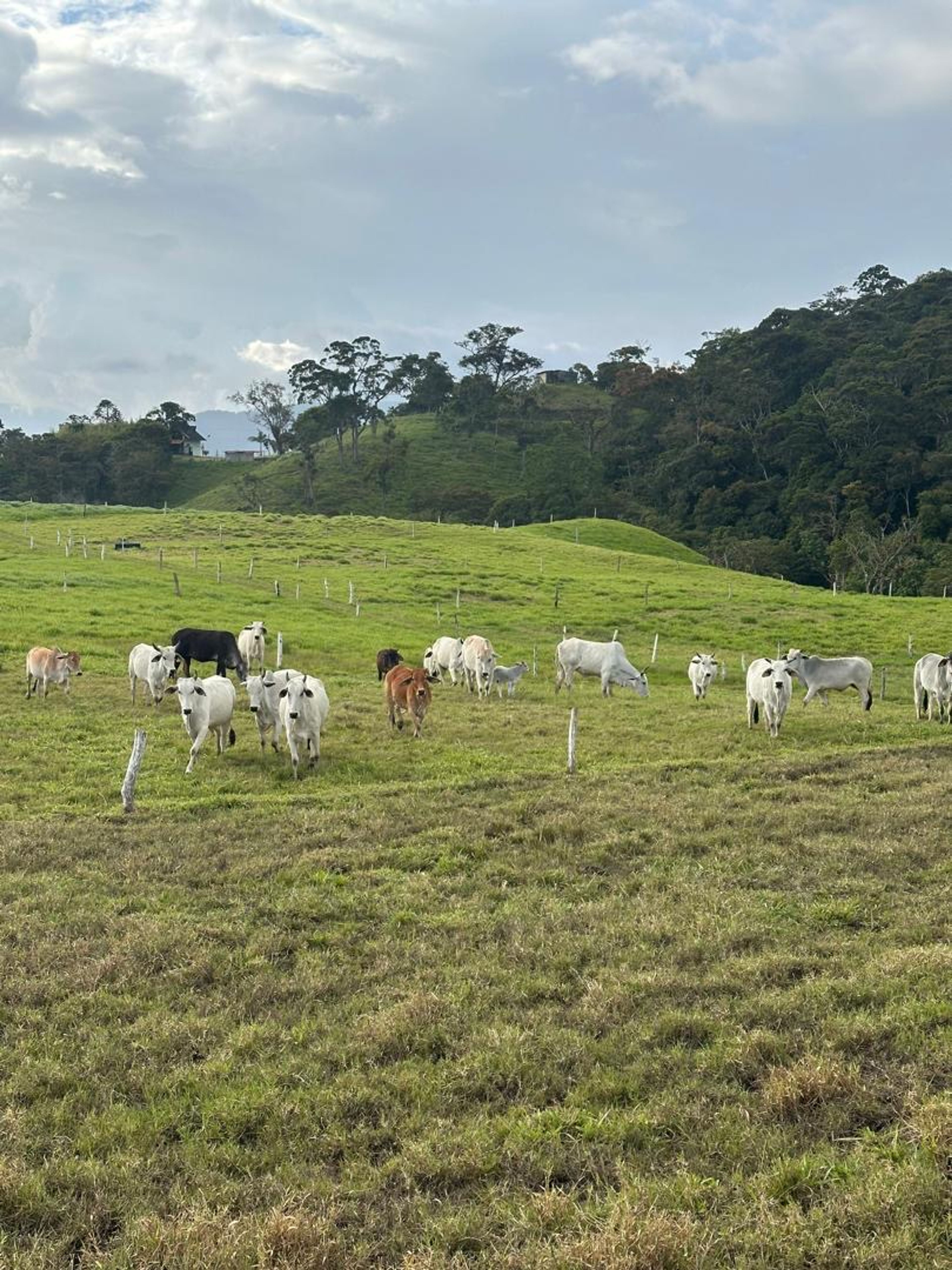 Finca de 8 hectáreas en Casa del Padre — foto 10