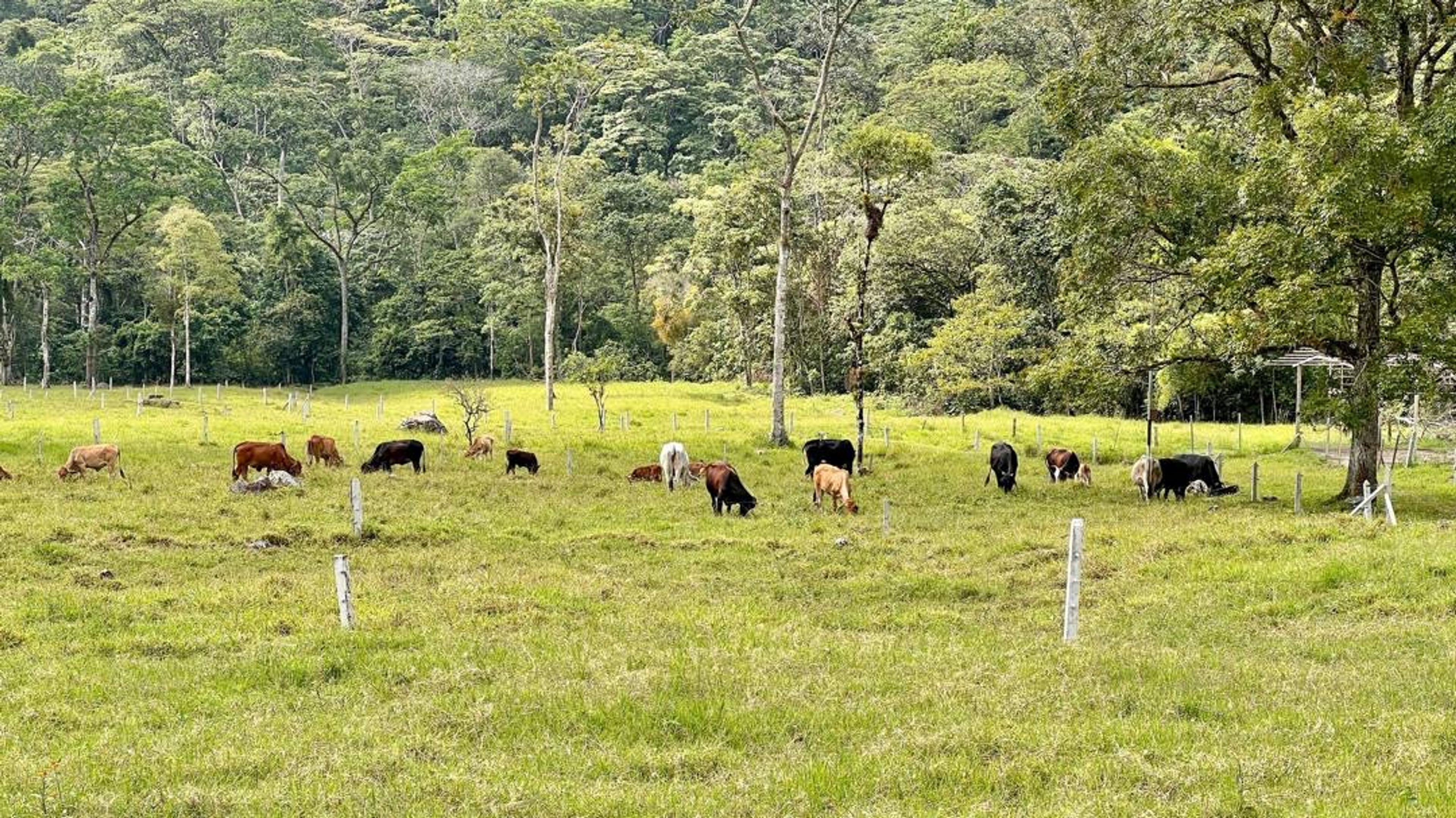 Finca agropecuaria de 23 hectáreas en vía Chorro El Indio sector Pedraza — foto 12