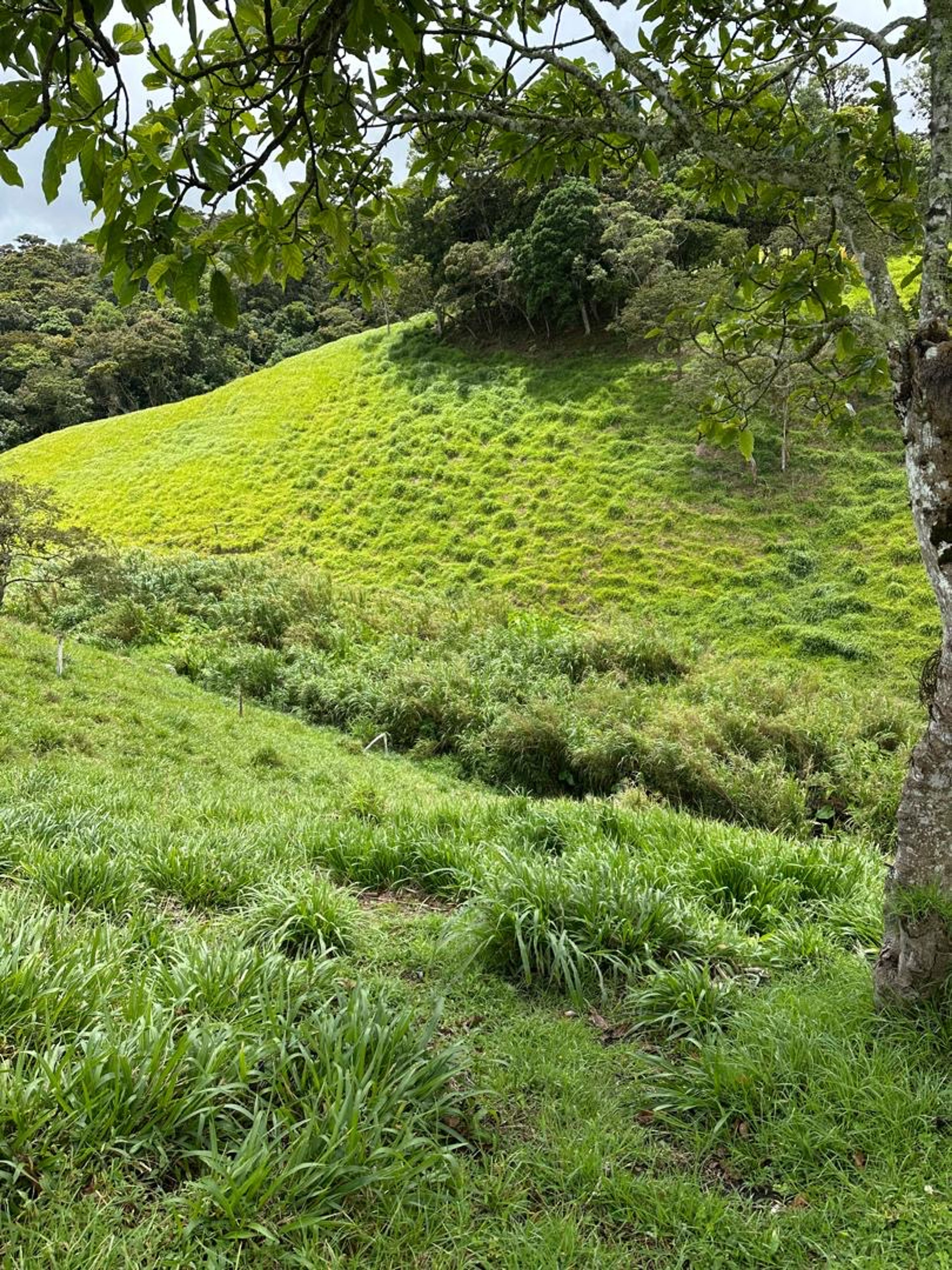 Finca de 8 hectáreas en Casa del Padre — foto 5
