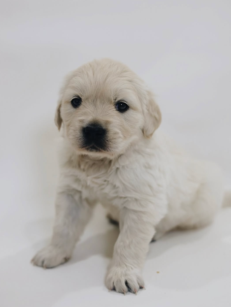 Cherry - Canterbury Canines puppy