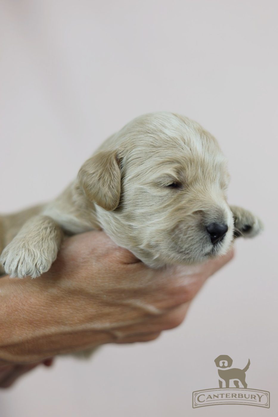 Glenda - Canterbury Canines puppy