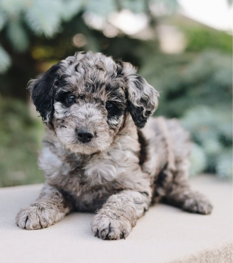 Montana - Canterbury Canines puppy